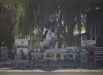 Oekraïner, Merrie, 8 Jaar, 164 cm