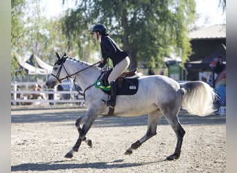 Oekraïner, Merrie, 8 Jaar, 164 cm