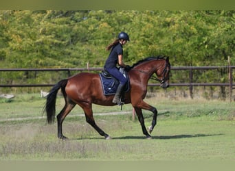 Oekraïner Mix, Merrie, 8 Jaar, 175 cm, Lichtbruin