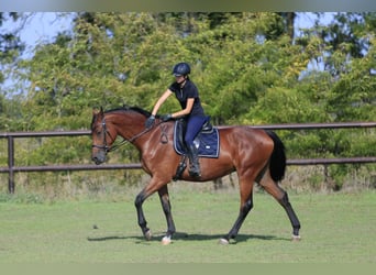 Oekraïner Mix, Merrie, 8 Jaar, 175 cm, Lichtbruin