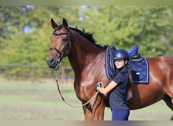 Oekraïner Mix, Merrie, 8 Jaar, 175 cm, Lichtbruin