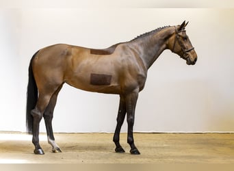 Oekraïner, Merrie, 9 Jaar, 171 cm