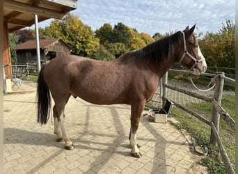 Oekraïner, Ruin, 12 Jaar, 162 cm, Bruin