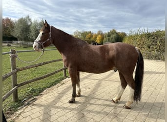 Oekraïner, Ruin, 12 Jaar, 162 cm, Bruin