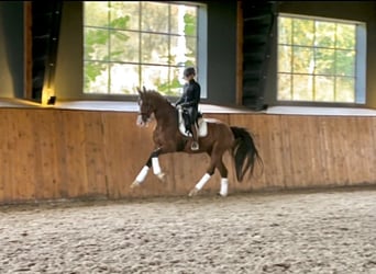 Oekraïner, Ruin, 7 Jaar, 165 cm, Roodbruin