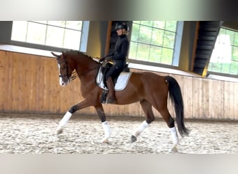 Oekraïner, Ruin, 7 Jaar, 165 cm, Roodbruin