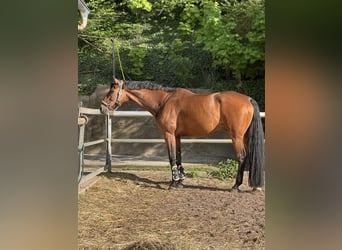 Oekraïner, Ruin, 8 Jaar, 176 cm, Bruin