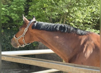 Oekraïner, Ruin, 8 Jaar, 176 cm, Bruin