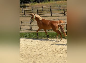 Österreichisches Reitpony, Stute, 2 Jahre, 143 cm, Fuchs