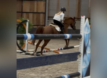 Österreichisches Reitpony Mix, Wallach, 6 Jahre, 150 cm, Fuchs