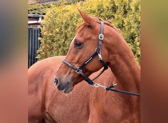 Österreichisches Reitpony Mix, Wallach, 6 Jahre, 150 cm, Fuchs