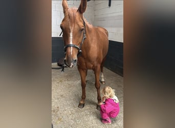 Österreichisches Reitpony Mix, Wallach, 6 Jahre, 150 cm, Fuchs
