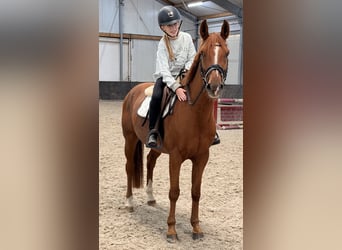 Österreichisches Reitpony Mix, Wallach, 6 Jahre, 150 cm, Fuchs