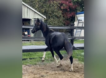 Österreichisches Warmblut, Hengst, 1 Jahr, 166 cm, Rappe