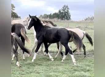 Österreichisches Warmblut, Hengst, 1 Jahr, 166 cm, Rappe