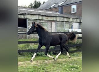Österreichisches Warmblut, Hengst, 1 Jahr, 166 cm, Rappe
