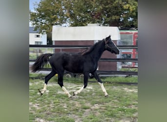 Österreichisches Warmblut, Hengst, 1 Jahr, 166 cm, Rappe