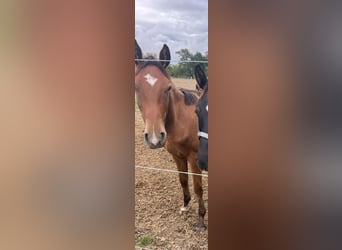 Österreichisches Warmblut, Hengst, 1 Jahr, 170 cm, Brauner