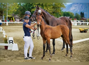 Österreichisches Warmblut, Hengst, 1 Jahr, 170 cm, Dunkelbrauner