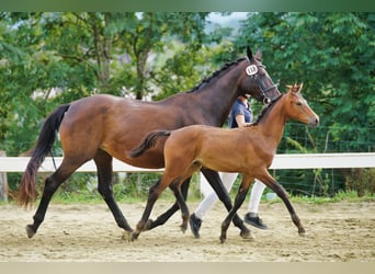 Österreichisches Warmblut, Hengst, 1 Jahr, 170 cm, Dunkelbrauner