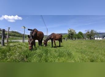 Österreichisches Warmblut, Hengst, 1 Jahr, 170 cm, Dunkelbrauner