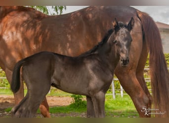 Österreichisches Warmblut, Hengst, 1 Jahr, 170 cm, Rappe