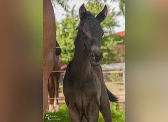 Österreichisches Warmblut, Hengst, 1 Jahr, 170 cm, Rappe