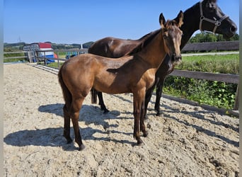 Österreichisches Warmblut, Hengst, 1 Jahr, 172 cm, Buckskin