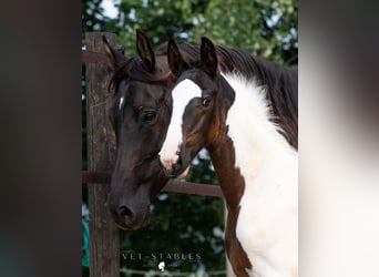 Österreichisches Warmblut, Hengst, 1 Jahr, 172 cm, Tobiano-alle-Farben