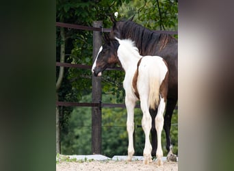 Österreichisches Warmblut, Hengst, 1 Jahr, 172 cm, Tobiano-alle-Farben