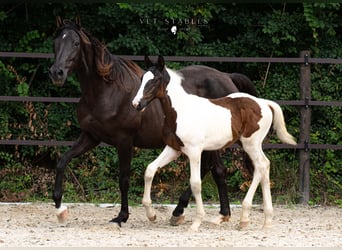 Österreichisches Warmblut, Hengst, 1 Jahr, 172 cm, Tobiano-alle-Farben