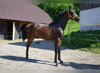 Österreichisches Warmblut, Hengst, 1 Jahr, Brauner