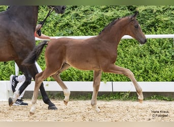 Österreichisches Warmblut, Hengst, 1 Jahr, Brauner