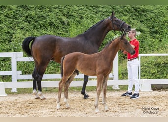 Österreichisches Warmblut, Hengst, 1 Jahr, Brauner