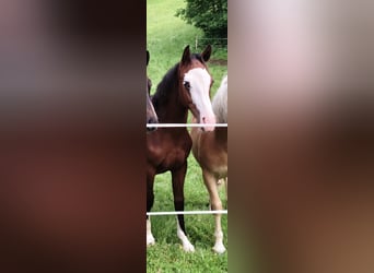 Österreichisches Warmblut, Hengst, 1 Jahr, Brauner