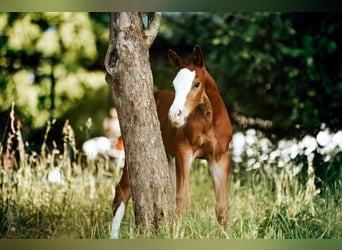 Österreichisches Warmblut, Hengst, 1 Jahr, Brauner