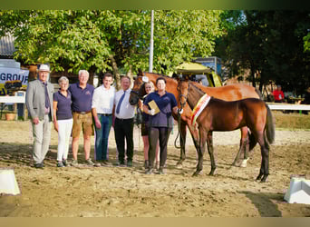 Österreichisches Warmblut, Hengst, 1 Jahr
