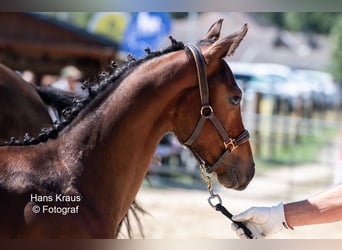 Österreichisches Warmblut, Hengst, 1 Jahr