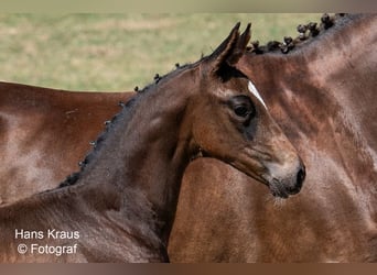 Österreichisches Warmblut, Hengst, 1 Jahr