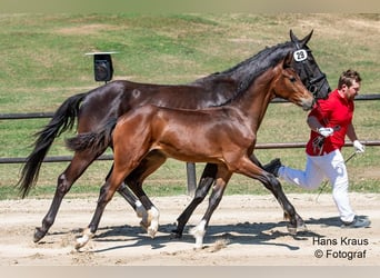 Österreichisches Warmblut, Hengst, 1 Jahr