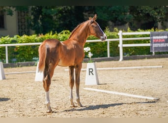 Österreichisches Warmblut, Hengst, 1 Jahr, Dunkelfuchs