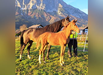 Österreichisches Warmblut, Hengst, 1 Jahr, Fuchs