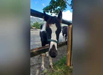 Österreichisches Warmblut, Hengst, 1 Jahr, Schecke