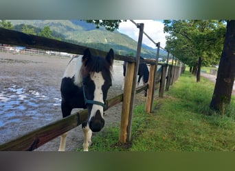 Österreichisches Warmblut, Hengst, 1 Jahr, Schecke