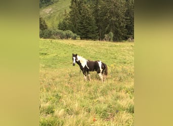 Österreichisches Warmblut, Hengst, 1 Jahr, Schecke