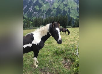 Österreichisches Warmblut, Hengst, 1 Jahr, Schecke