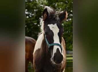 Österreichisches Warmblut, Hengst, 1 Jahr, Schecke