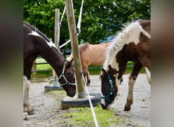 Österreichisches Warmblut, Hengst, 1 Jahr, Schecke