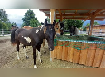 Österreichisches Warmblut, Hengst, 1 Jahr, Schecke