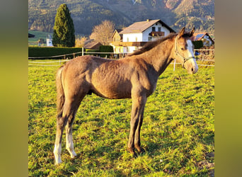 Österreichisches Warmblut, Hengst, 1 Jahr, Schimmel